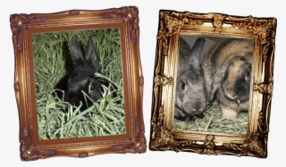 Feed Even More Hay - Man Up Shower Curtain #4785445