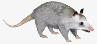 Common Opossum Y - Common Opossum #4786211