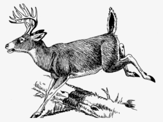 Whitetail Deer Line Art #4786475