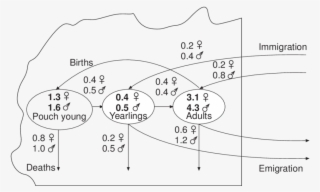 3 3 3 3 3 Annual Turnover In A Possum Population - Diagram #4787097