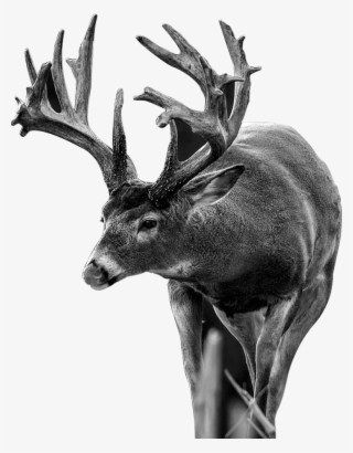 What Animals Smell - Antler #4790563