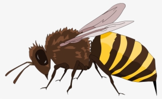 Below Is A Rendering Of The Page Up To The First Error - Net-winged Insects #4791782