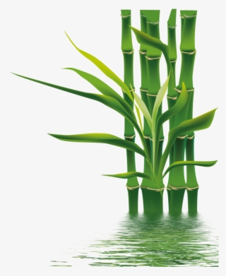 Bamboo Png, Download Png Image With Transparent Background, - Hình Vẽ Gấu Trúc #4793984