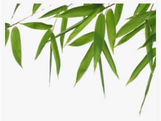 Bamboo Png Transparent Images - Eminence Hibiscus Instant Line Filler #4794452