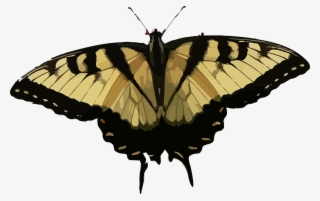 Animal Butterfly Insect Nature Png Image - Borboleta Marrom Png #4798473