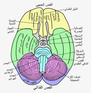 Open - Rhinal Sulcus #4799405