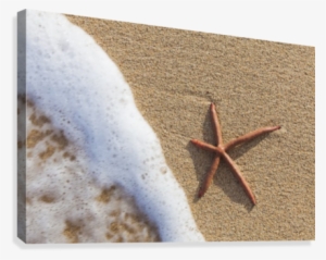 A Red Live Finger Starfish, Also Known As Linckia Sea - Starfish #480043