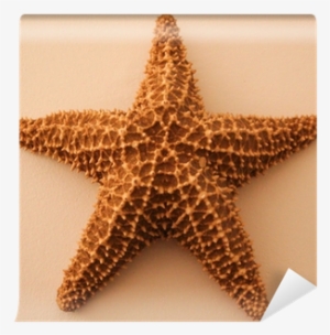 Starfish #480222