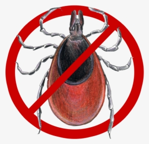 So - Deer Tick #480298