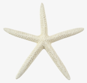 Sea Star Transparent Background Png - Old Chrysler Symbol #480478