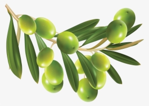 Olive Png - Olive Vector Free Download #481620