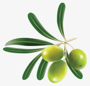 Green Olives Png - Hoja De La Aceituna #481627