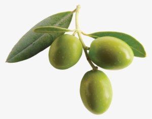 Olive Png Clipart - Olive Fruit #481673