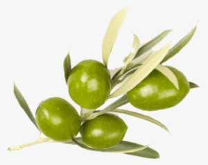 Free Png Olive Png Images Transparent - Sense Of Care Shea Butter Hand Cream Olive 40g/40ml #481729