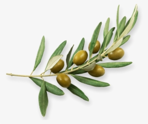 Learn More About Our Olives And Their Character - Olive #481900