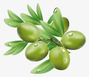 Olive Png #482155 Olive Png #482155