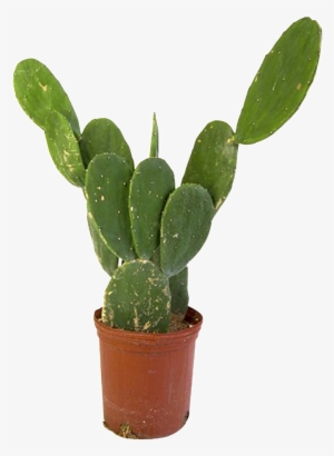 This Product Design Is Beautiful Bonsai Potted Flower - Portable Network Graphics #482339