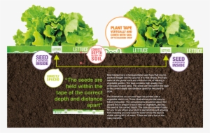 How To Plant Your Seed Tape - Click And Grow Semínka Do Květináče Zelený Salát #482528