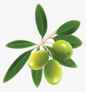 Agrointec Oleicultura - Olive Clipart #482621