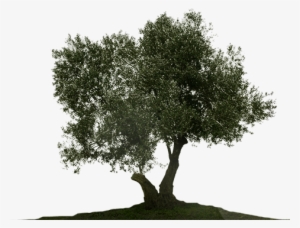 Olive Tree Png - Olive Tree White Background #482675