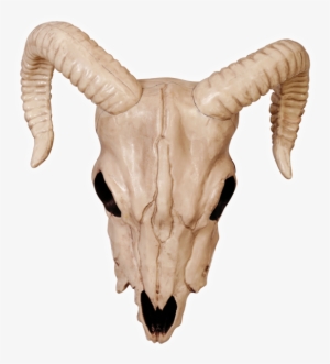Goat Skull Png Picture Stock - Ram Skull Png #482915