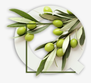 Latrovalis 06 Values Quality - Lunch Napkins Greek Olives #483052