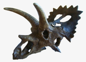 Anchiceratops Skull #483173