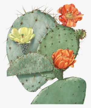 Vector Transparent Download Image Result For Illustration - Opuntia Ficus Indica #483259