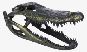 Alligator Skull - Photography #483279