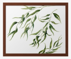 Watercolor Eucalyptus Leaves Branch Set - Eucalyptus Leaves Water Color #483662
