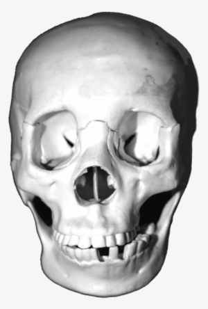 Lots Of Skull Images, Head Skulls, Animal Skulls, Skulls - Skull #483705