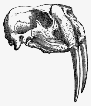 This Is A Beautifully Detailed Animal Skull Illustration - Png Line Animal Skull #483750