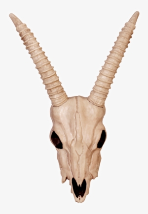 Gazelle Skull-bone - Crazy Bonez - Gazelle Skull #483837