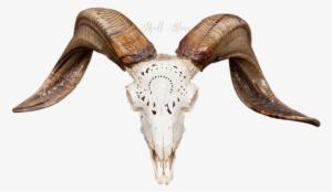 Carved Ram Skull - Ram Skull #484009