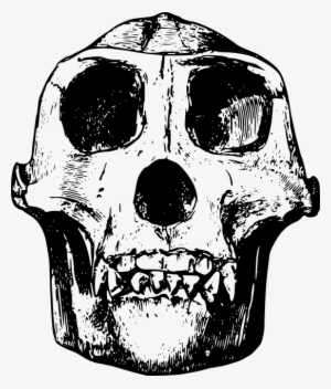 Gorilla Skull Clipart #484033
