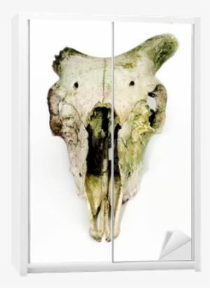 Old Animal Skull With Broken Horns Against White Background - Broken Horn Skull #484226