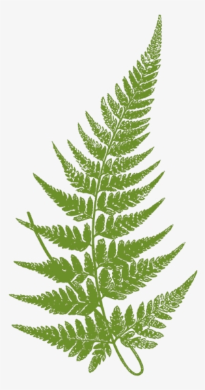 Transparent Fern Leaves Svg Stock - Fern Leaf Botanical Illustration #484529