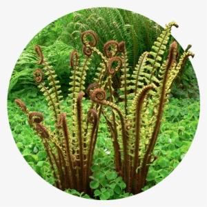 Media Subhome Img - Ostrich Fern #484600