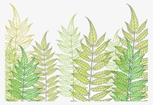 Fern13 - Illustration #484624