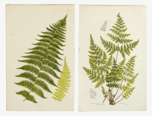 Sold Out Antique Botanical Ferns Lithograph - Mountain Fern Poster Print By Anonymous #484625