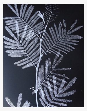 I - Fern #484734