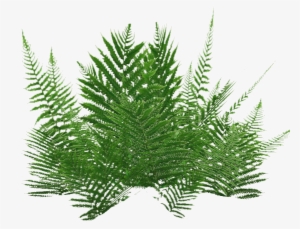 Ground Ferns 3 - الزعتر البري #484875