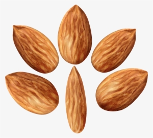 Almonds Set Png Clip Art Image - Almond #487967