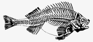Free Vector Graphic - Esqueleto De Pez Png #488753