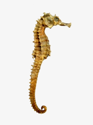 Seahorse Skeleton - Seahorse Png #488950