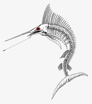 Marlin-final - Marlin Skeleton Png #488992