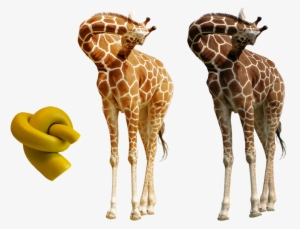 Knot And Extracted Giraffe - Giraffe With Knot In Its Neck #489098