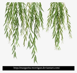 Download Willow Tree Branch Png Clipart Weeping Willow - Willow Png #489646