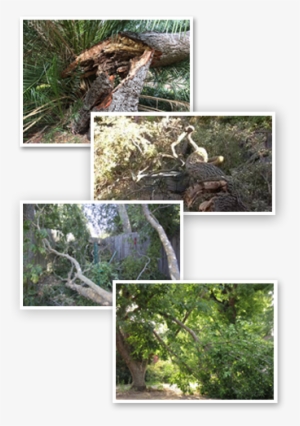 Tree Limbs - Moss #489814