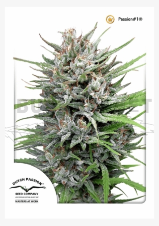 Passion Nr 1 Dutch Passion #4800978